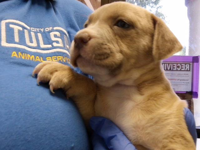 Adoptable Dog