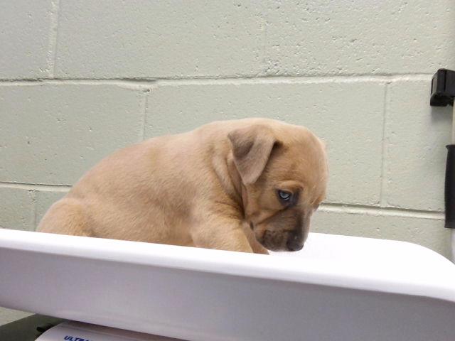Adoptable Dog