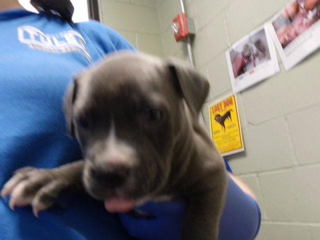 Adoptable Dog