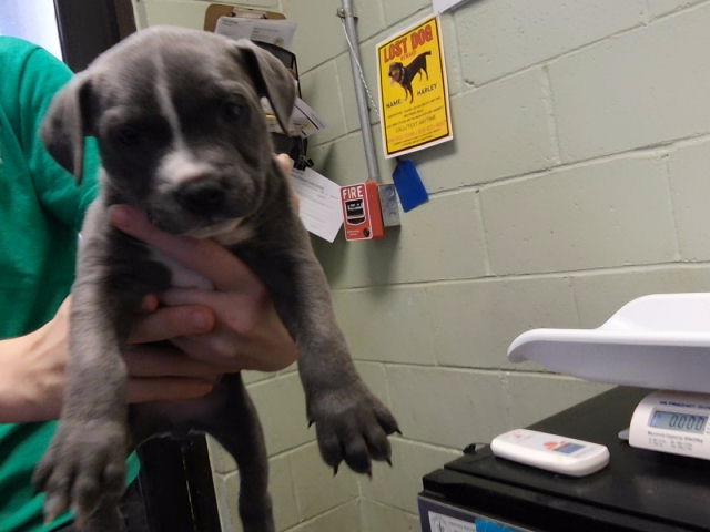Adoptable Dog