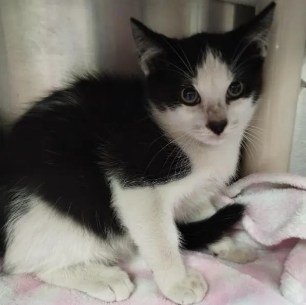 Adoptable Cat