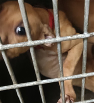 Adoptable Dog