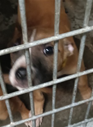 Adoptable Dog