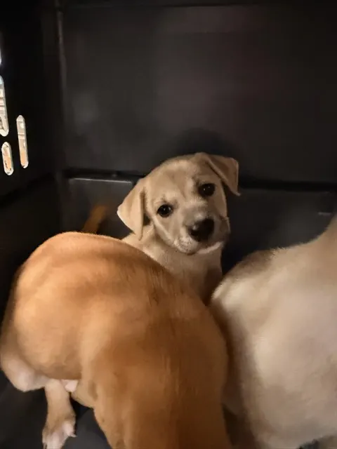 Adoptable Dog