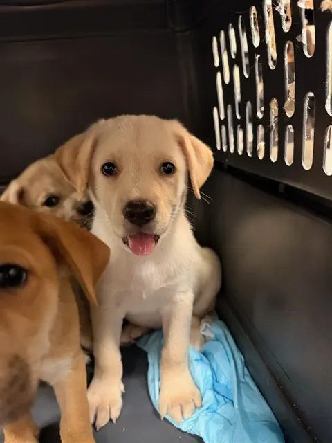 Adoptable Dog