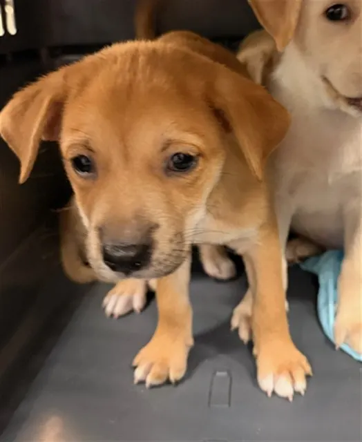 Adoptable Dog