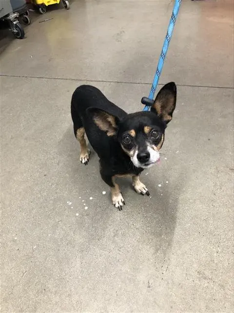 Adoptable Dog