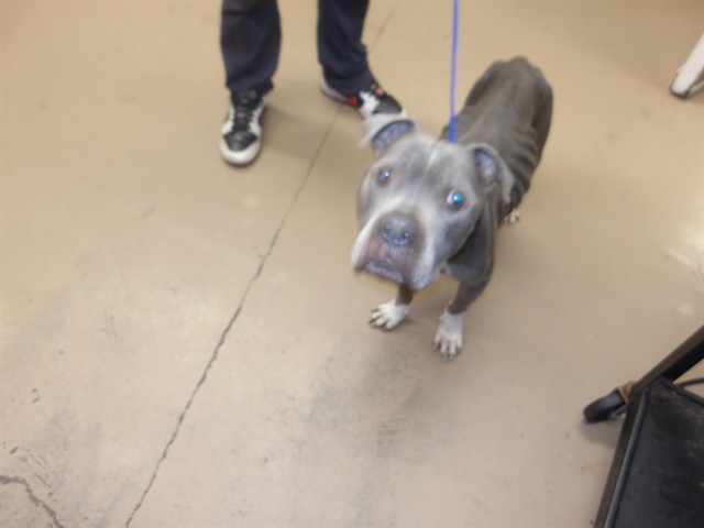 Adoptable Dog
