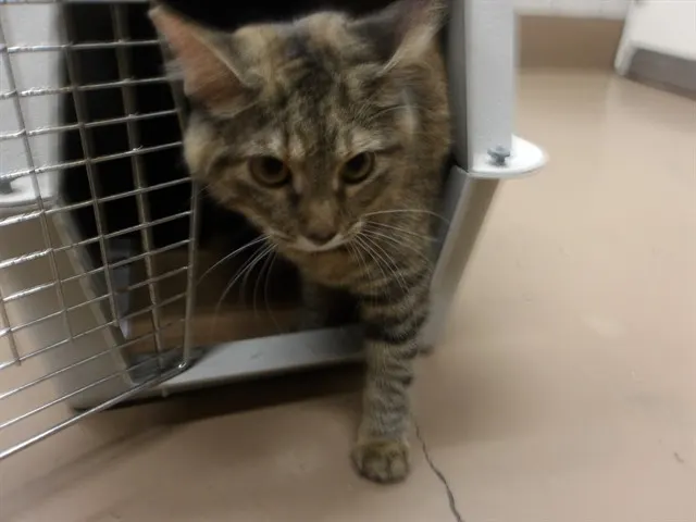 Adoptable Cat
