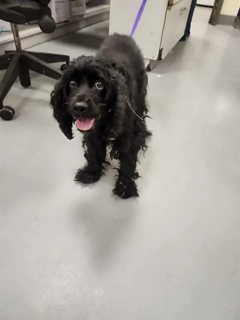 Rosie