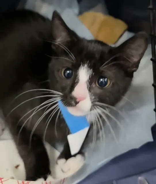Adoptable Cat