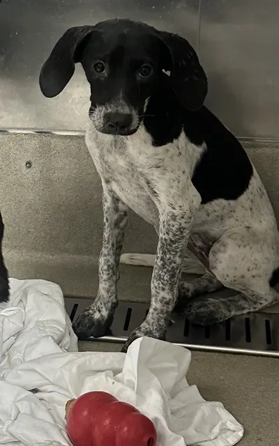 Adoptable Dog