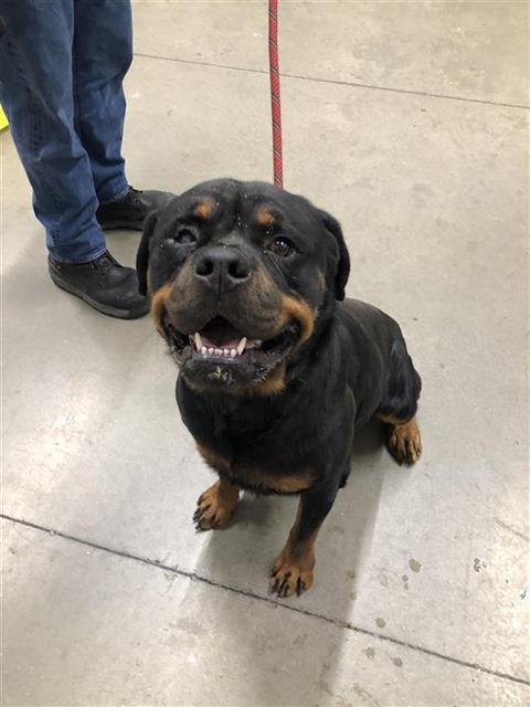 Adoptable Dog