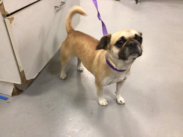 Adoptable Dog