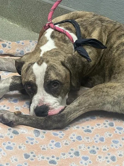 *Boxer