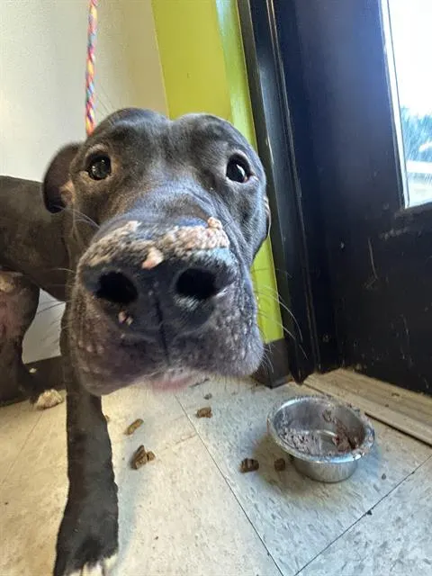Gus