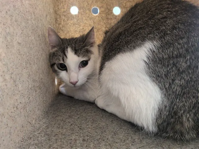 Chico
