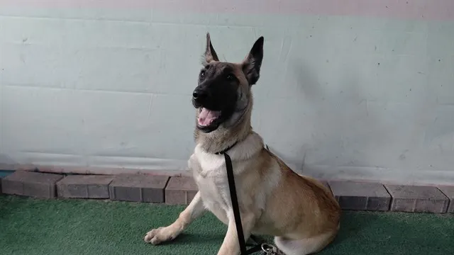 Canela