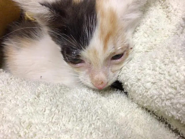 Adoptable Cat