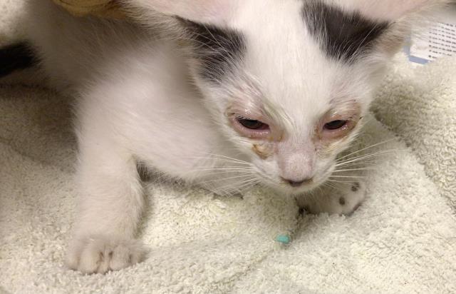 Adoptable Cat