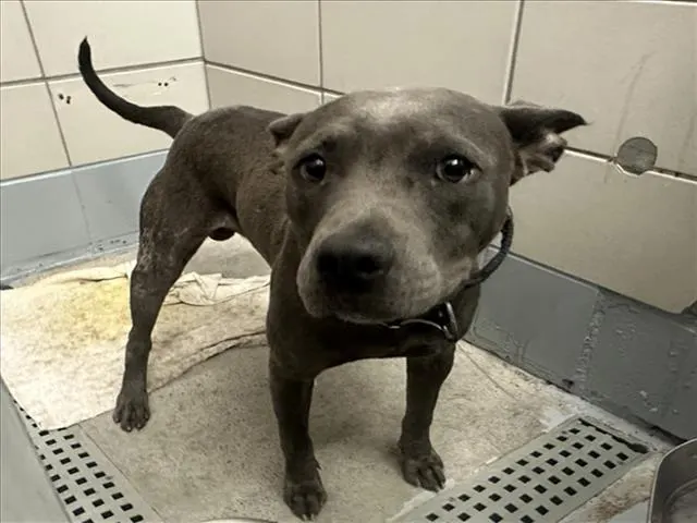 Adoptable Dog
