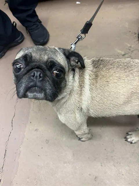 Adoptable Dog