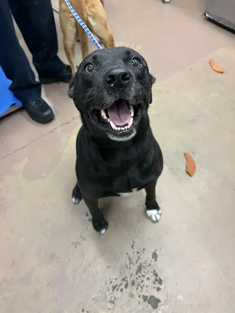 Adoptable Dog