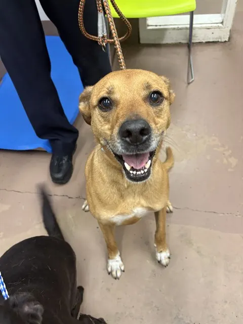 Adoptable Dog