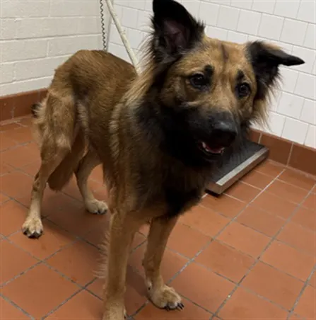 Adoptable Dog