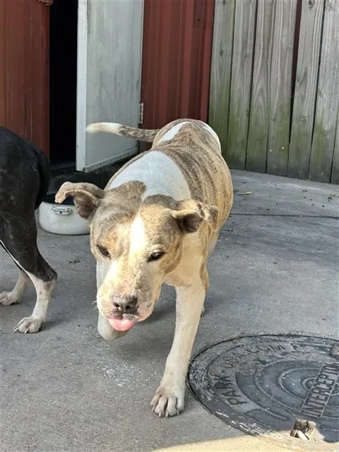 Big Guy