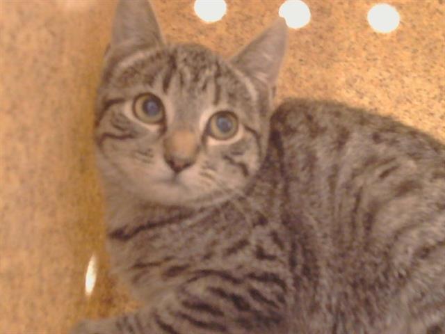Adoptable Cat