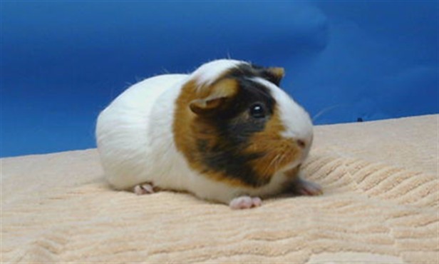 Daphnie