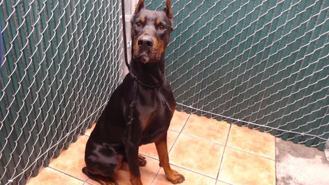 Duke