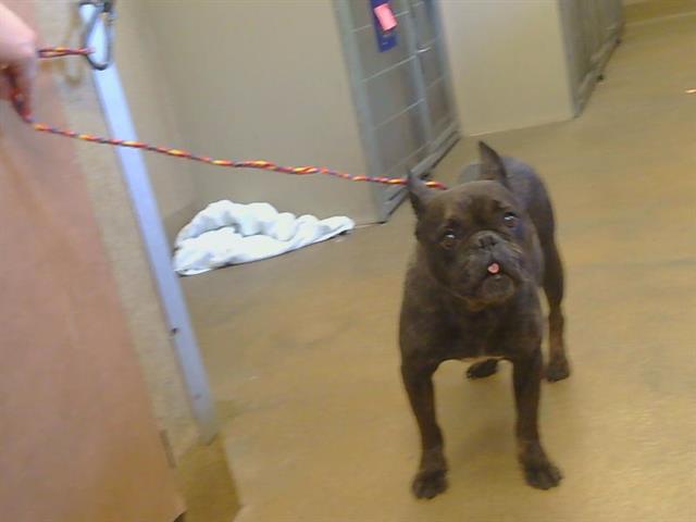 Adoptable Dog