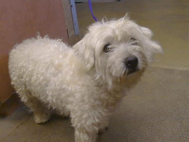 Adoptable Dog