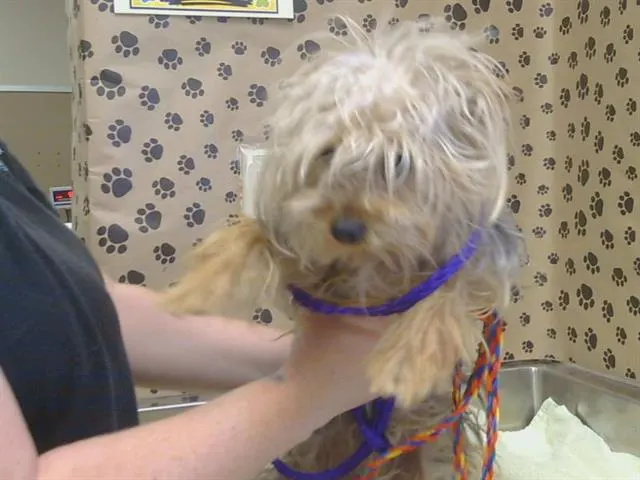 Adoptable Dog