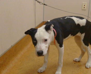 Adoptable Dog
