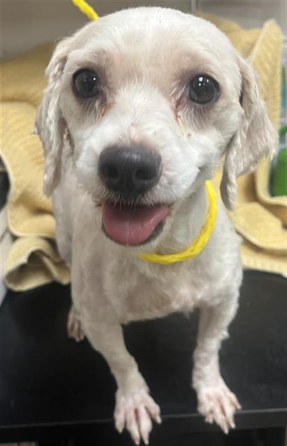 Adoptable Dog