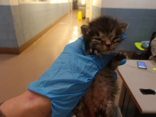 Adoptable Cat
