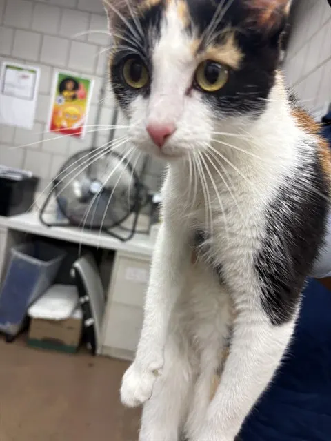 Adoptable Cat