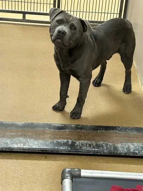 Odie
