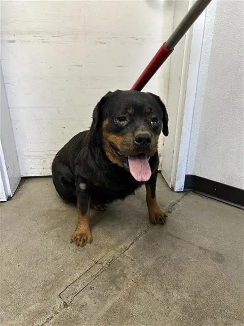 Adoptable Dog