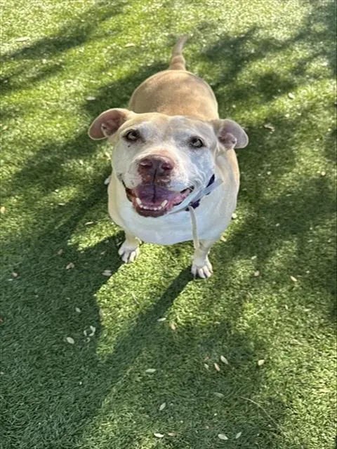 Roxy