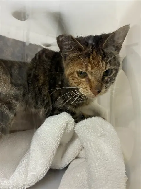 Adoptable Cat
