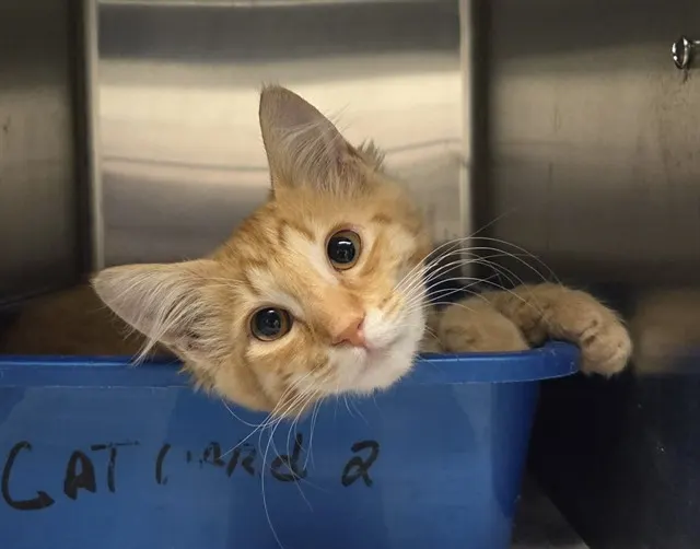 Adoptable Cat