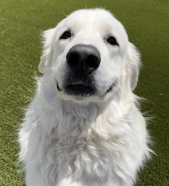Otis