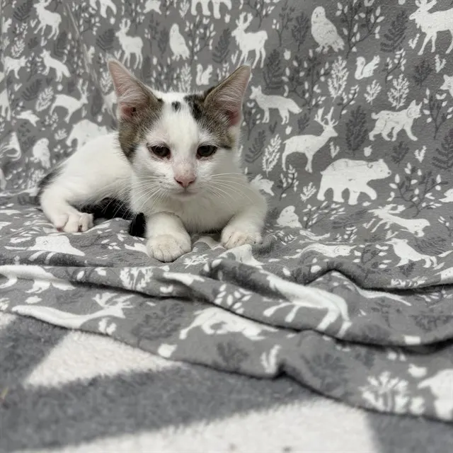 Louie