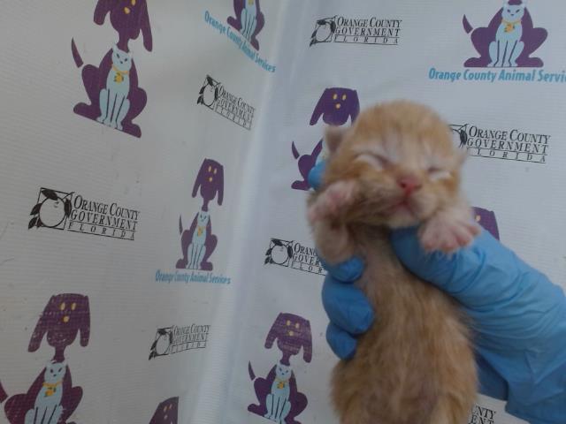 *Chairman Meow