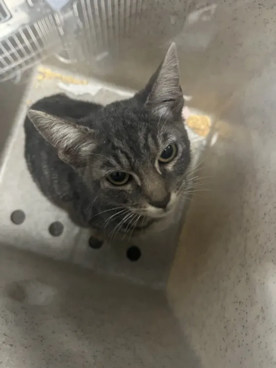 Adoptable Cat