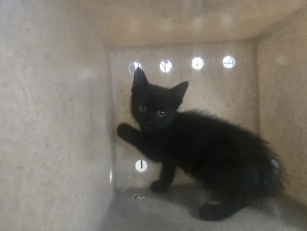 Adoptable Cat